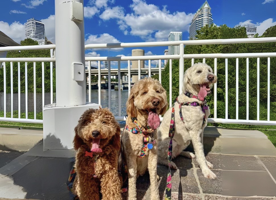 Daycare and Boarding Banner